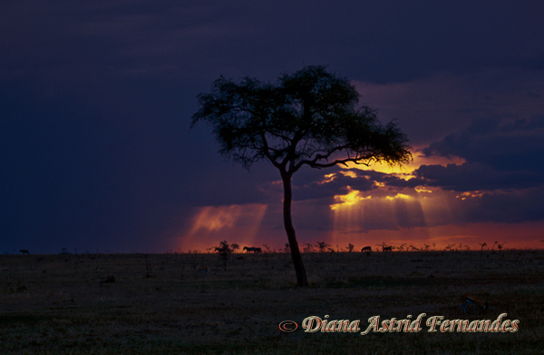 Dusk-in-the-Serengeti